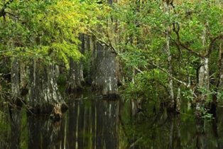 Big Cypress Preserve