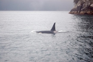 Orca's Swimming