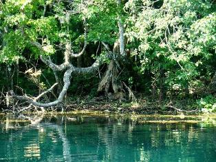 [Photo: The Silver River is fed by Silver Springs]